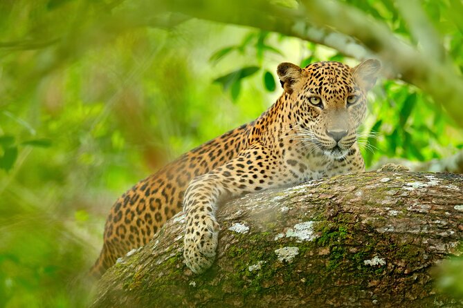 Day Tour to Wilpattu National Park from Colombo - The Wilpattu jeep safari