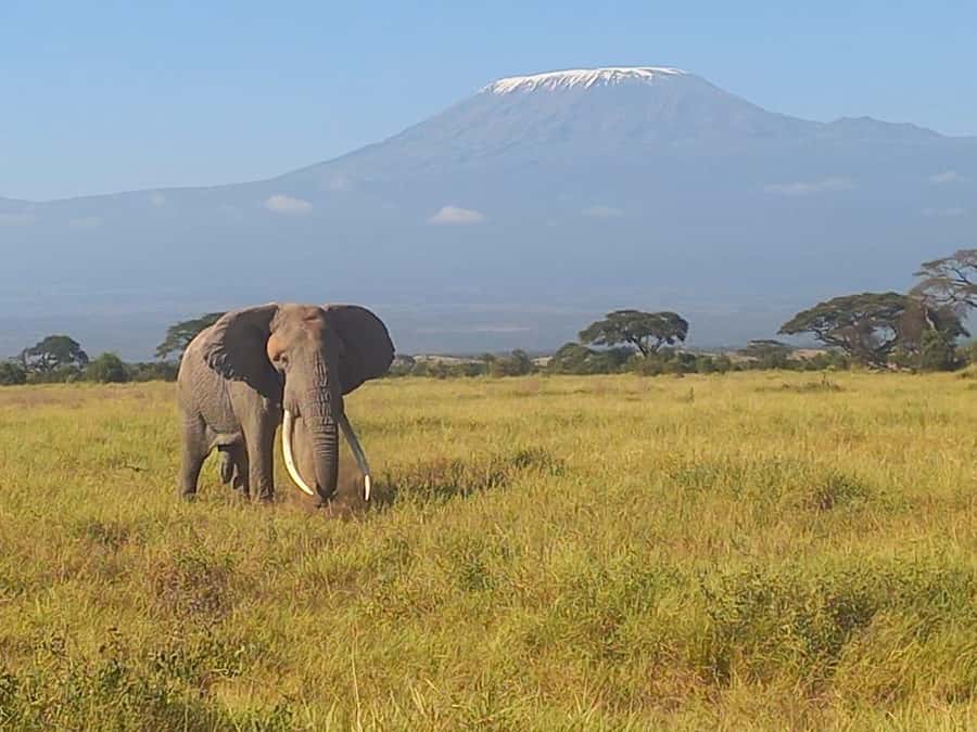 DAY TRIP AMBOSELI NATIONAL PARK FROM NAIROBI BUDGET SAFARI. - Key points to know before booking