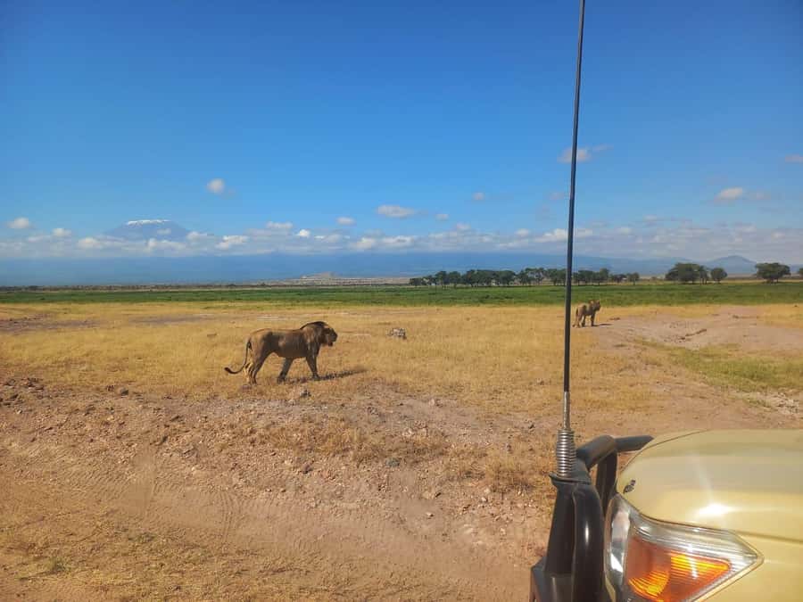 DAY TRIP AMBOSELI NATIONAL PARK FROM NAIROBI BUDGET SAFARI. - Why Amboseli works as a one-day safari