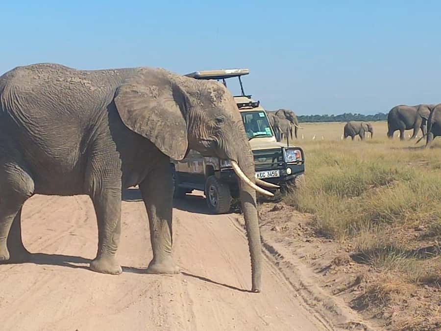 DAY TRIP AMBOSELI NATIONAL PARK FROM NAIROBI BUDGET SAFARI. - Four hours among Amboseli’s elephants