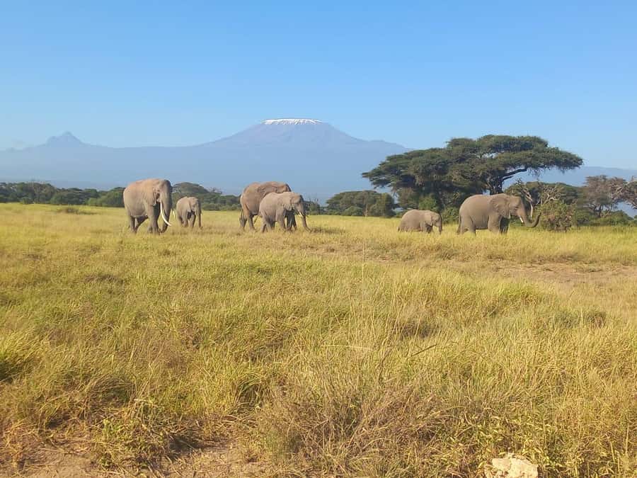 DAY TRIP AMBOSELI NATIONAL PARK FROM NAIROBI BUDGET SAFARI. - Kilimanjaro views and the reality of mountain weather