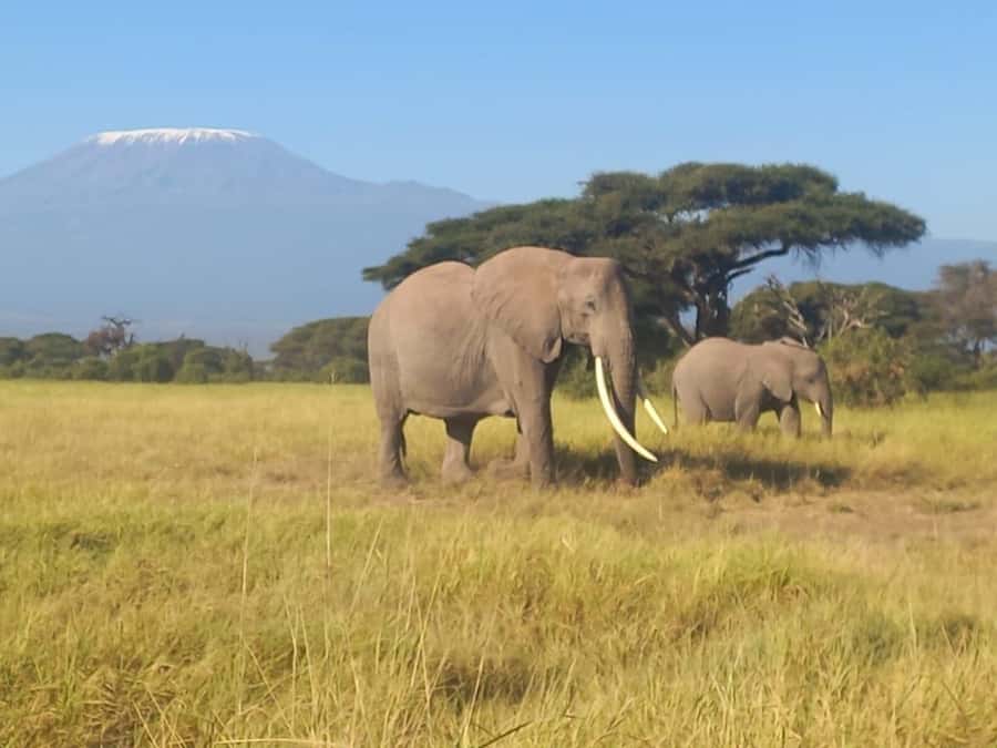 DAY TRIP AMBOSELI NATIONAL PARK FROM NAIROBI BUDGET SAFARI. - Lunch, breaks, and what you need to bring