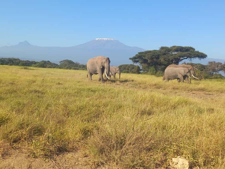 DAY TRIP AMBOSELI NATIONAL PARK FROM NAIROBI BUDGET SAFARI. - The Maasai village visit and the extra $30