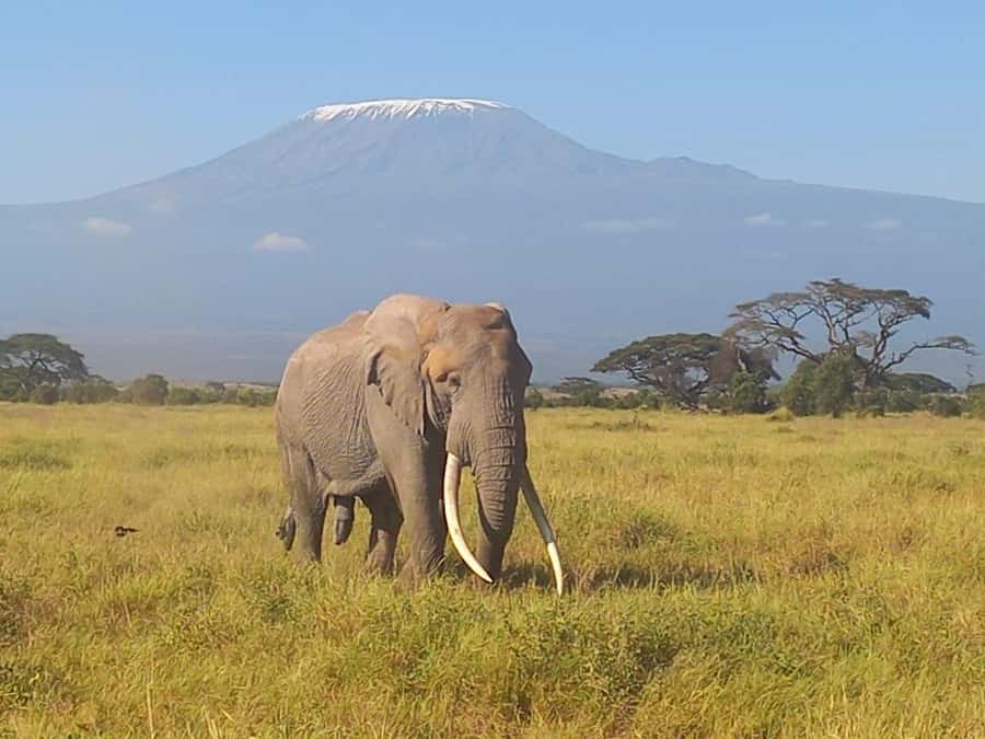 DAY TRIP AMBOSELI NATIONAL PARK FROM NAIROBI BUDGET SAFARI. - Who should book this Amboseli day trip?