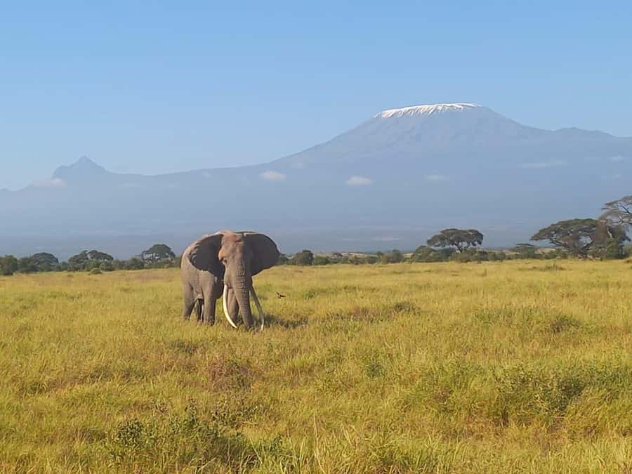DAY TRIP AMBOSELI NATIONAL PARK FROM NAIROBI BUDGET SAFARI. - The early Nairobi pickup and four-hour drive