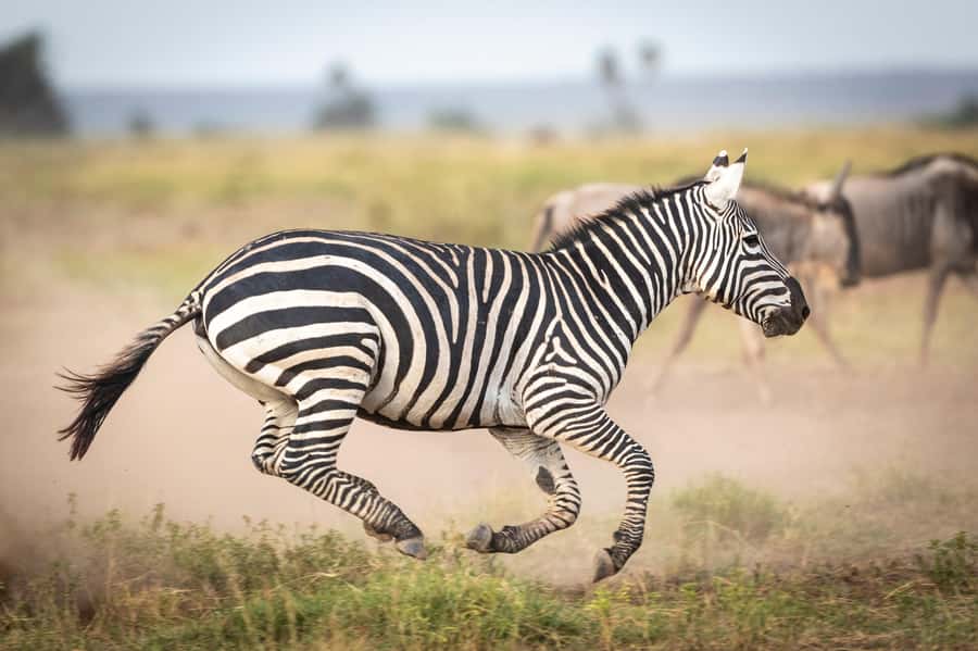 Day Trip: Amboseli National Park & Maasai Village – Nairobi - Key points before you book