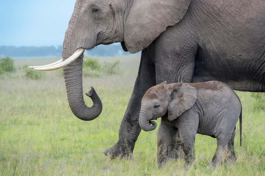Day Trip: Amboseli National Park & Maasai Village – Nairobi - Entering Amboseli National Park