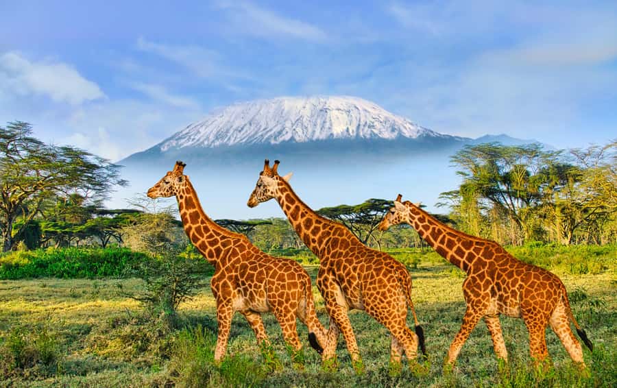 Day Trip: Amboseli National Park & Maasai Village – Nairobi - Watching elephants beneath Kilimanjaro