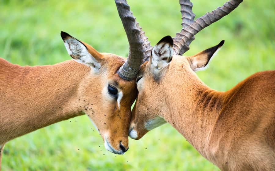 Day Trip: Amboseli National Park & Maasai Village – Nairobi - Meeting a Maasai village