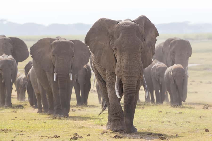 Day Trip: Amboseli National Park & Maasai Village – Nairobi - Who should choose this day trip