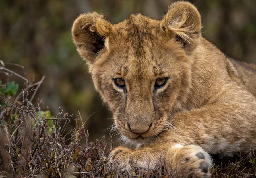 Day Trip: Amboseli National Park & Maasai Village – Nairobi - The early ride from Nairobi