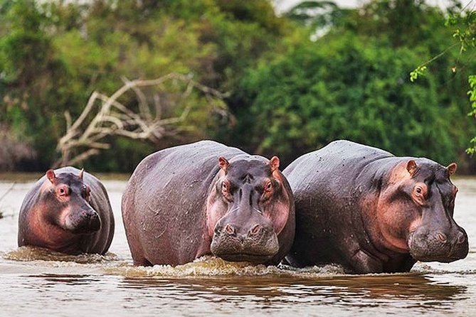Day Trip Safari - Akagera National Park with Optional Lake Ihema Boat Safari - Key points to know before booking