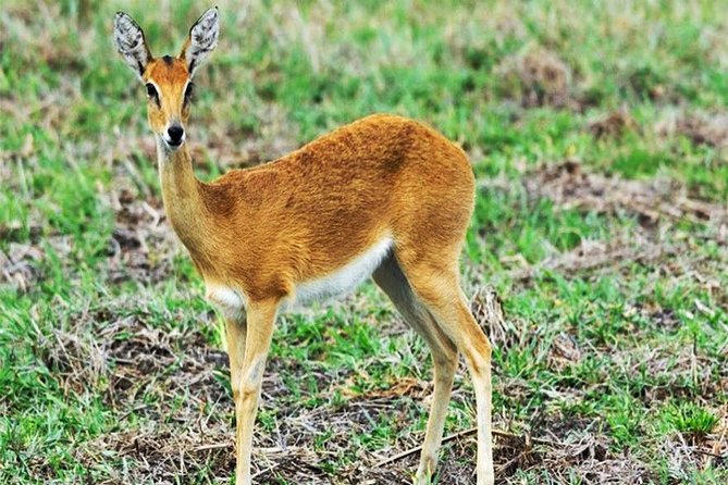 Day Trip Safari - Akagera National Park with Optional Lake Ihema Boat Safari - The real shape of this Kigali to Akagera day
