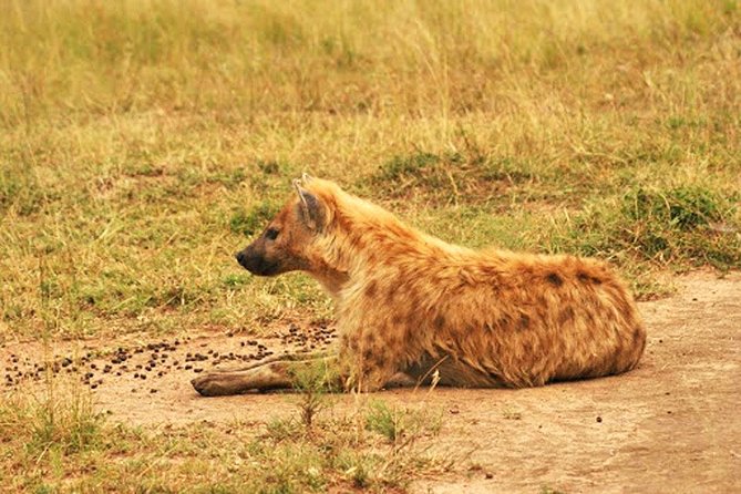 Day Trip Safari - Akagera National Park with Optional Lake Ihema Boat Safari - Animals you might see on the game drive