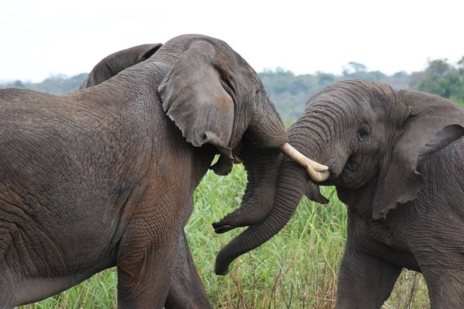 Day Trip Safari - Akagera National Park with Optional Lake Ihema Boat Safari - Adding the one-hour Lake Ihema boat safari