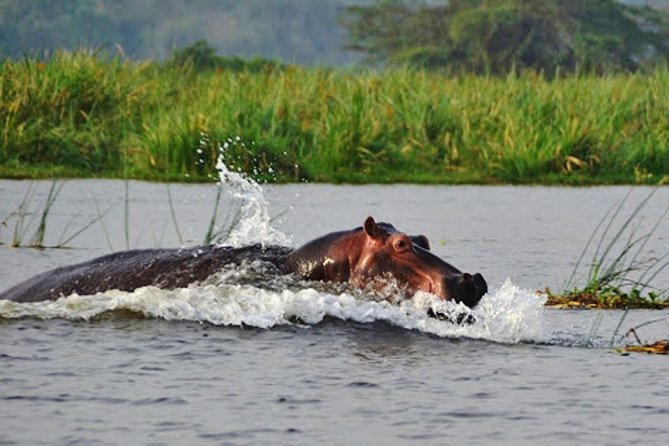 Day Trip Safari - Akagera National Park with Optional Lake Ihema Boat Safari - Leaving Kigali at 5:00 AM