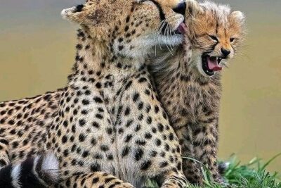 Day trip Safari to Mikumi National Park