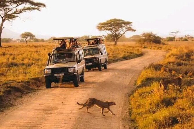 Day trip Safari to Mikumi National Park - What the $560 price really includes
