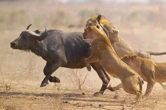 Day trip Safari to Mikumi National Park - Who should book this day safari