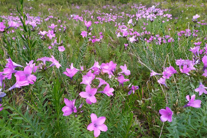 Day trip to Ala-Archa national park - The bigger Ala-Archa park beyond this day