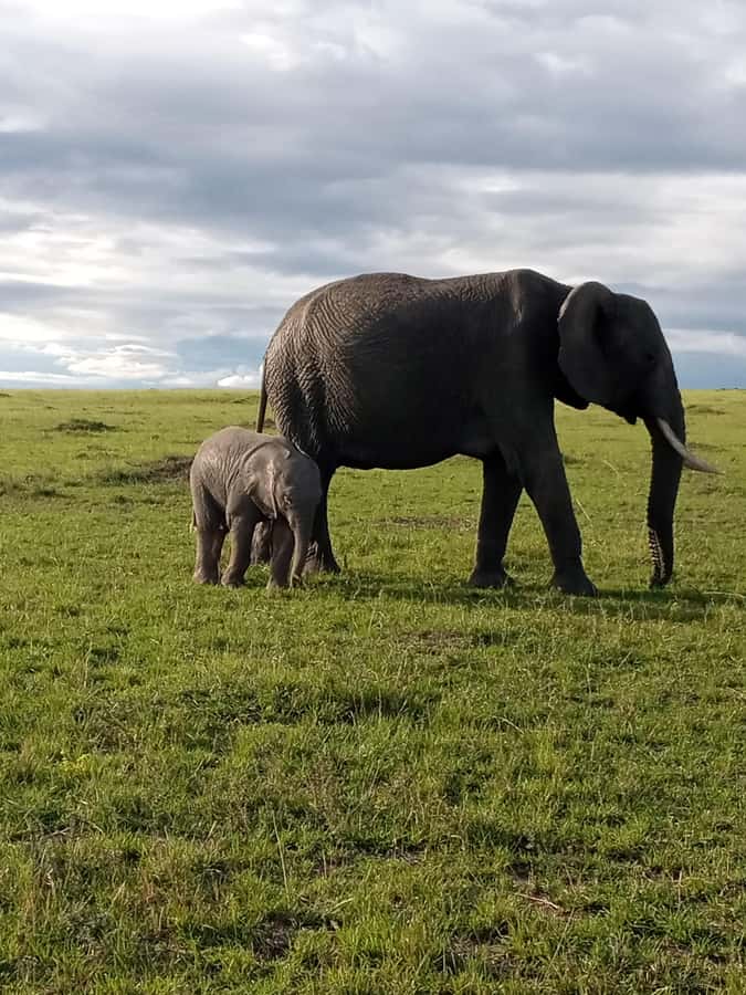 Day Trip to Amboseli National Park from Nairobi. - Key points to know before booking