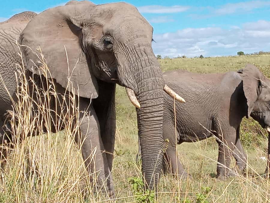 Day Trip to Amboseli National Park from Nairobi. - Why Amboseli makes sense as a day trip from Nairobi