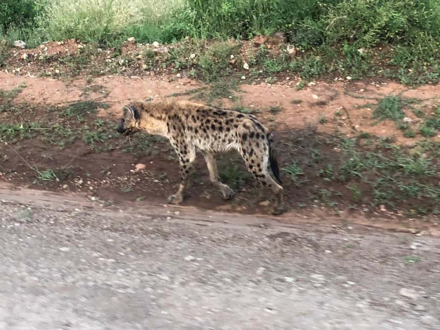 Day Trip to Amboseli National Park from Nairobi. - What the $160 price really covers