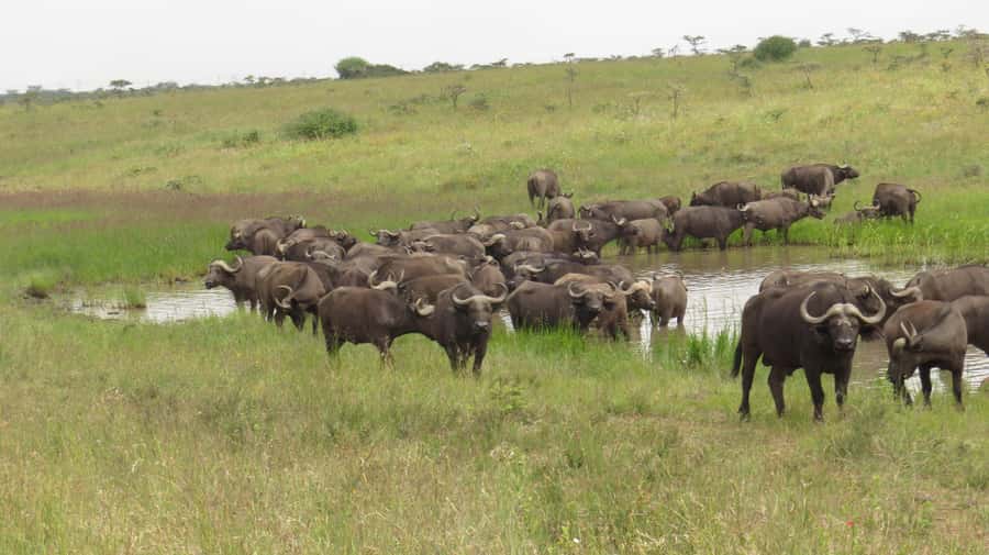 Day Trip to Amboseli National Park from Nairobi. - Before sunrise: pickup in Nairobi