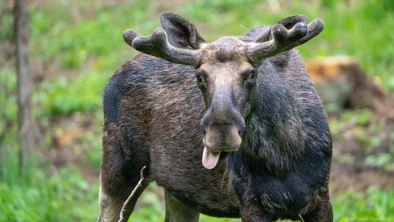 Day Trip To Gauja National Park: Animals, and Castles - Why Gauja National Park makes a strong day from Riga
