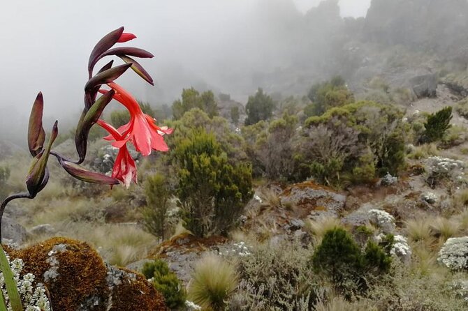 Day Trip to Kilimanjaro National Park - Monkeys and birds add surprise to the walk