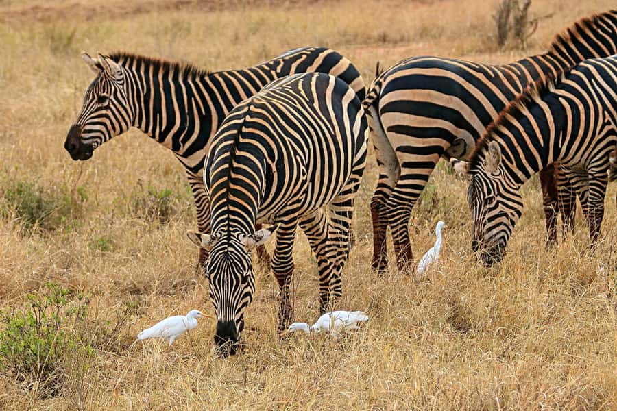 Day Trip to Lake Nakuru National Park from Nairobi - Key points to know before booking