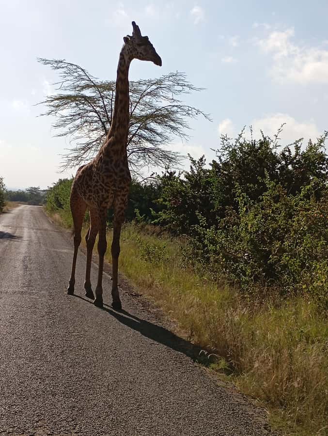 Day Trip to Lake Nakuru National Park from Nairobi - The first game drive through Lake Nakuru National Park