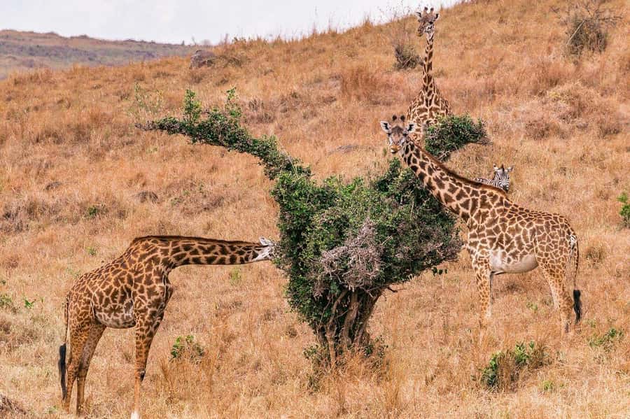 Day Trip to Lake Nakuru National Park from Nairobi - Baboon Cliff and the best broad view