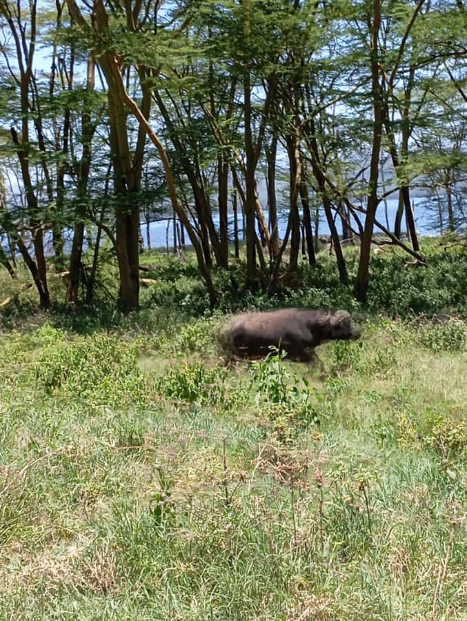 Day Trip to Lake Nakuru National Park from Nairobi - What the $175 price really covers