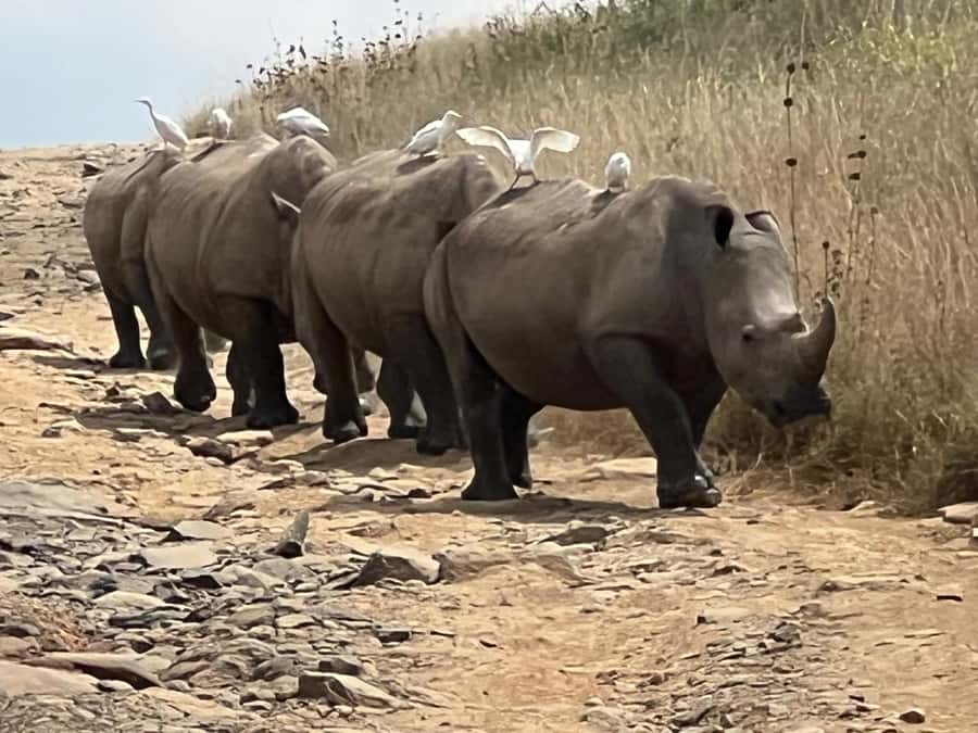Day Trip to Lake Nakuru National Park from Nairobi - The early drive from Nairobi to the Rift Valley