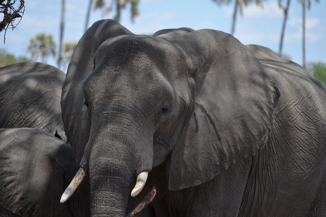 Day trip to Mikumi National Park from Dar es salaam - Why Mikumi works as a day trip from Dar es Salaam