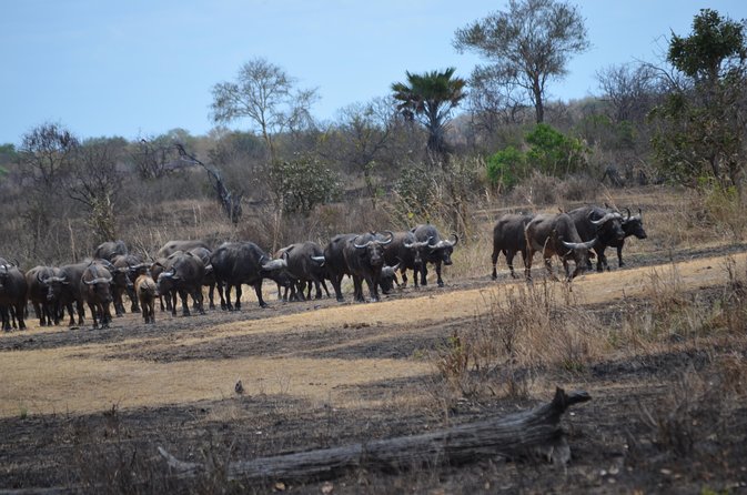 Day trip to Mikumi National Park from Dar es salaam - The return drive is part of the cost