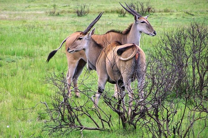 Day Trip to Selous National Park from Zanzibar or Dar es salaam - Key points to know before booking