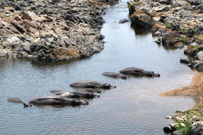 Day Trip to Selous National Park from Zanzibar or Dar es salaam - Seven to eight hours among Selous wildlife