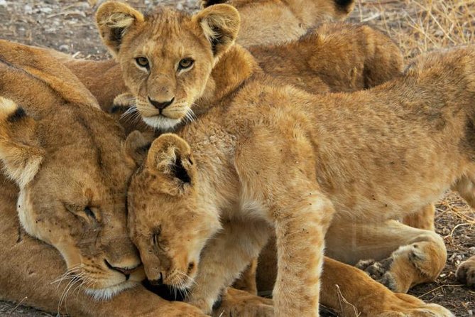 Day Trip to Selous National Park from Zanzibar or Dar es salaam - A bush lunch that keeps the day moving