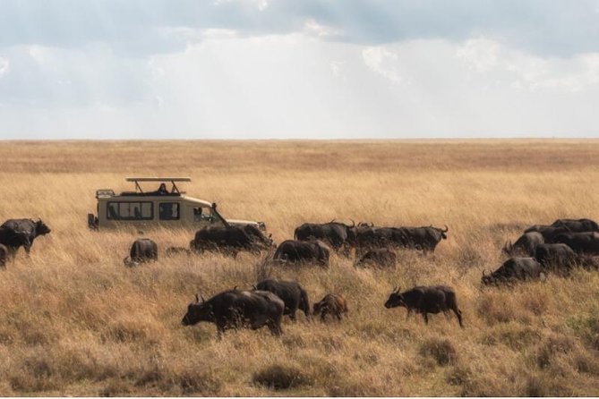 Day Trip to Selous National Park from Zanzibar or Dar es salaam - How the 15-person limit affects the day