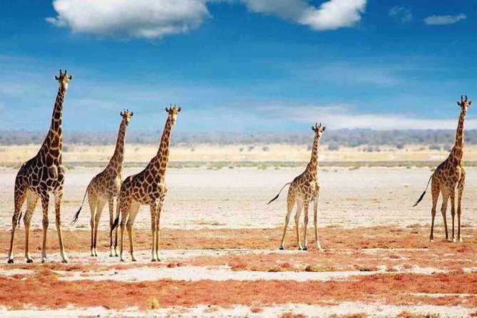 Day Trip to Selous National Park from Zanzibar or Dar es salaam - Who should book this safari day