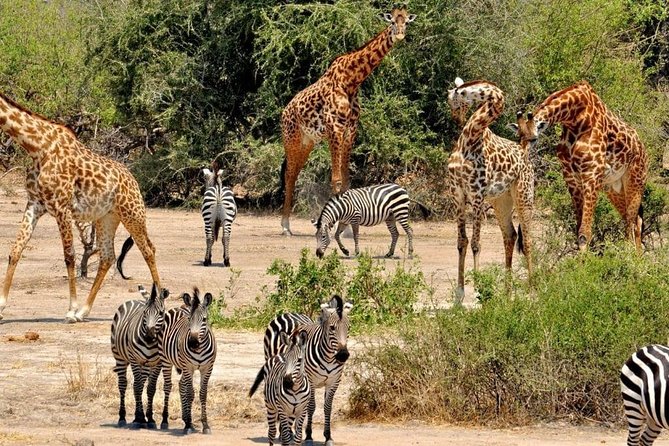 Day Trip to Selous National Park from Zanzibar or Dar es salaam - Landing at Mtemere runway