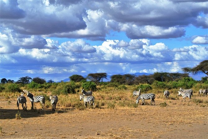 Day Trip - Tsavo East National Park ( Man Eater Lions of Tsavo & Other Big Five) - What you may see on the game drive