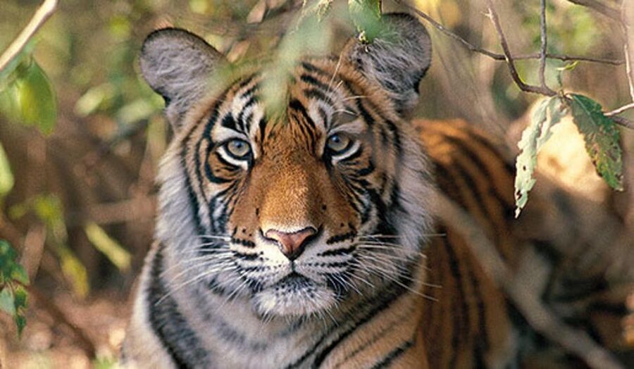Delhi: Ranthambore National Park 3-Day Trip w/ Tiger Safari - What to confirm before you pay
