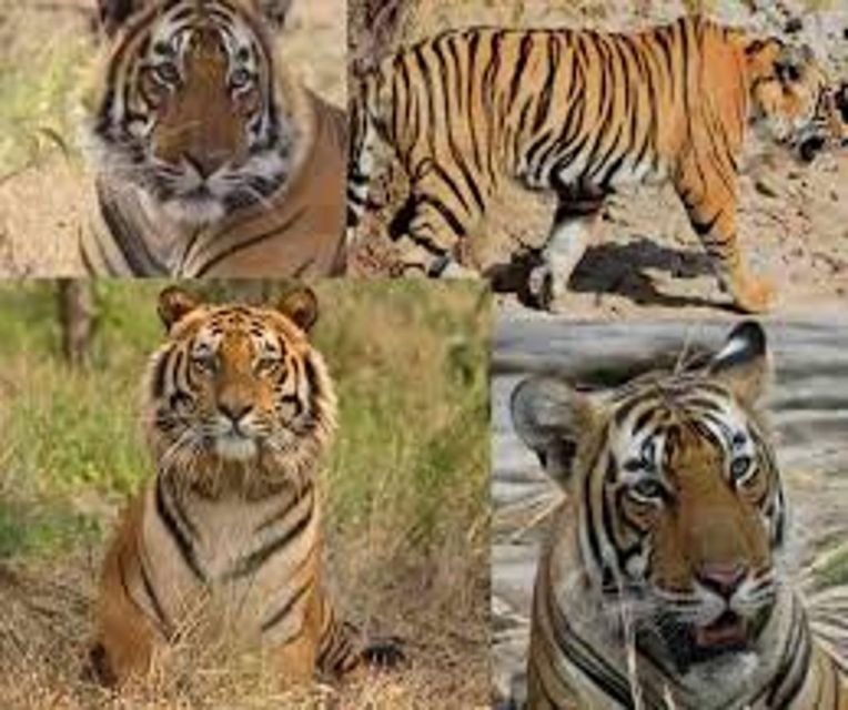 Delhi: Ranthambore National Park 3-Day Trip w/ Tiger Safari - Delhi to Ranthambore: a long road to tiger country
