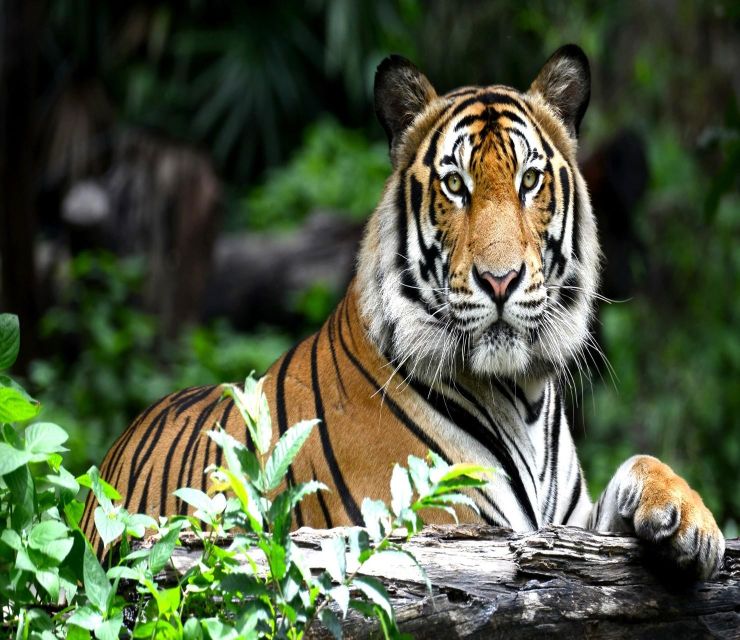 Delhi: Ranthambore National Park 3-Day Trip w/ Tiger Safari - What Agra Fort and the Taj Mahal wording really mean