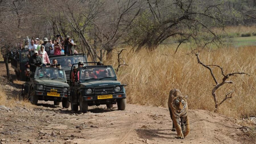 Delhi: Same Day Sariska National Park Tour with Tiger Safari - Reaching Sariska Tiger Reserve