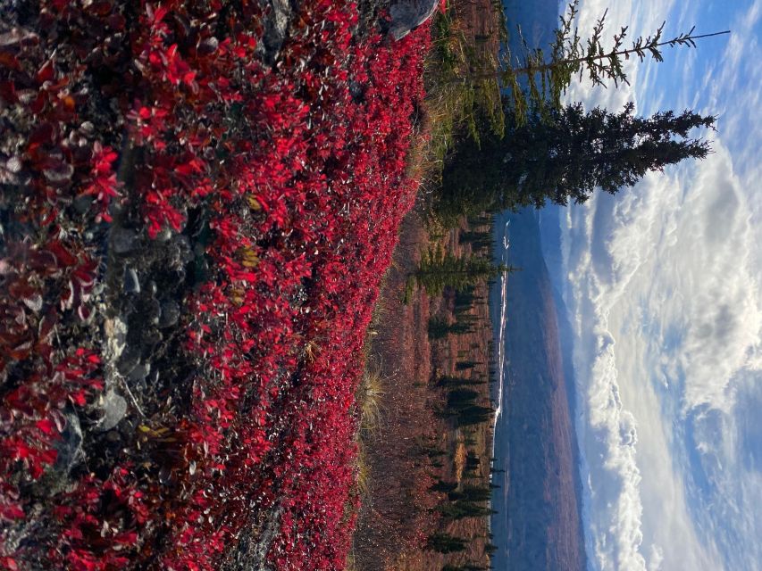 Denali: 5-Hour Guided Wilderness Hiking Tour - Key points before you book