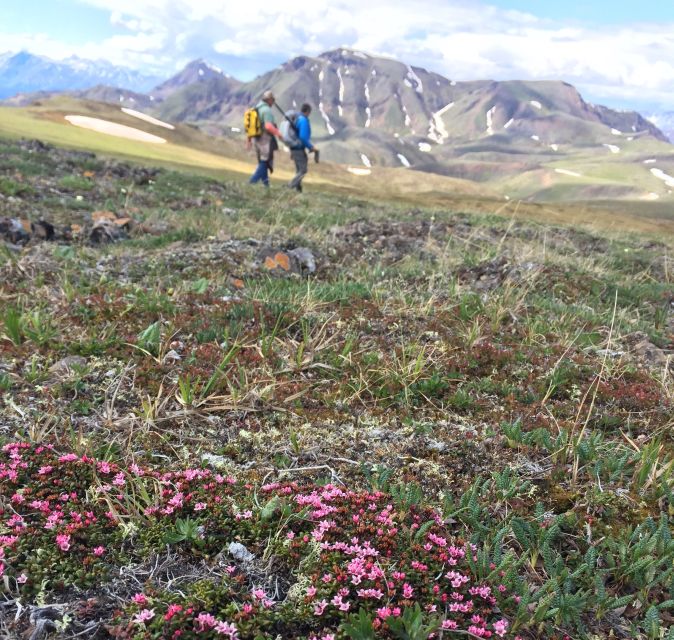 Denali: 5-Hour Guided Wilderness Hiking Tour - The first climb: forest, roots, and steady effort